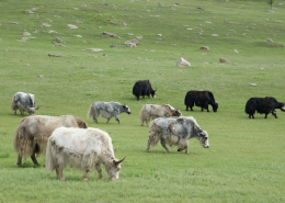 Yak hair top